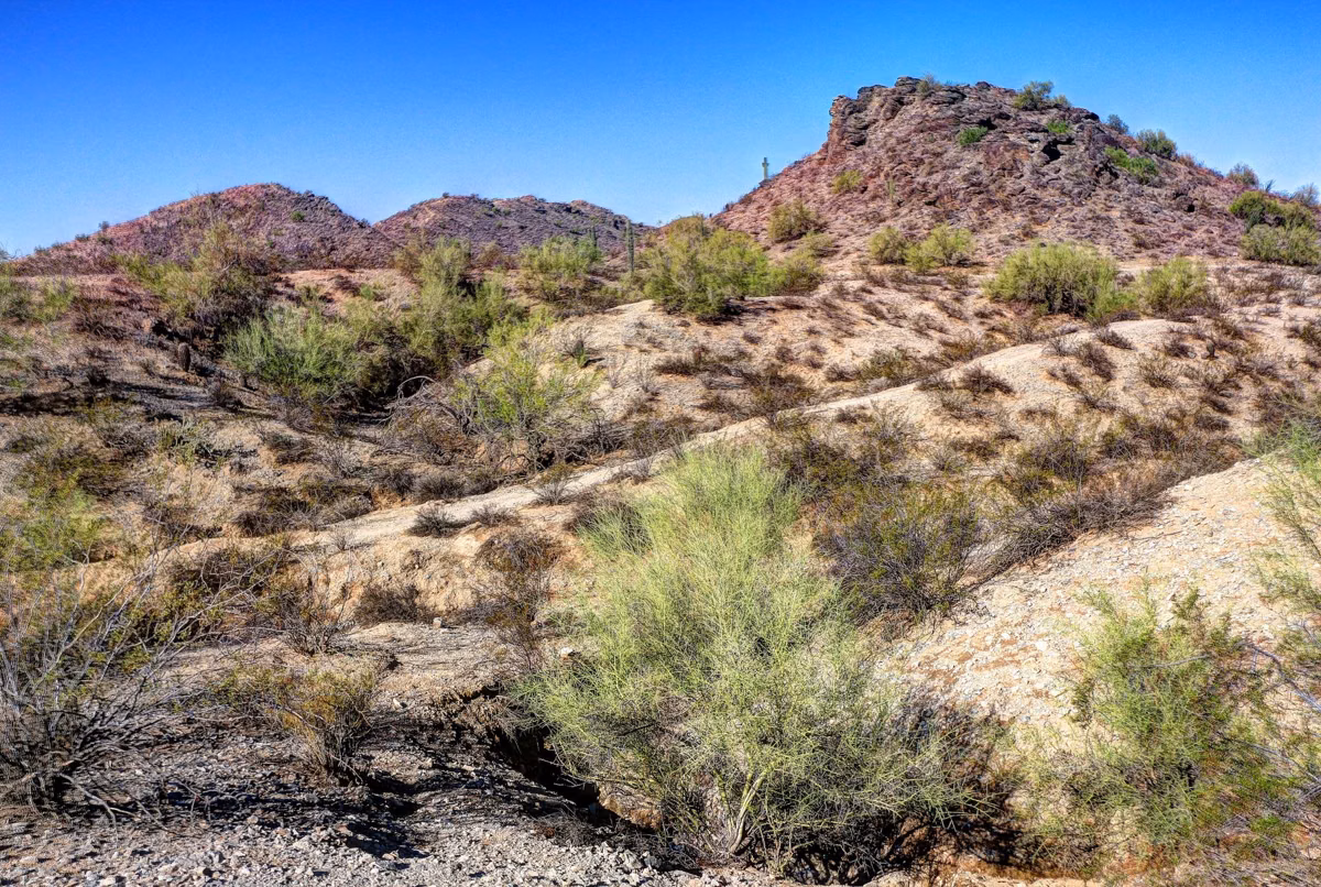 Rocky desert slope with palo verde and brittlebush below the low peaks of South Mountain